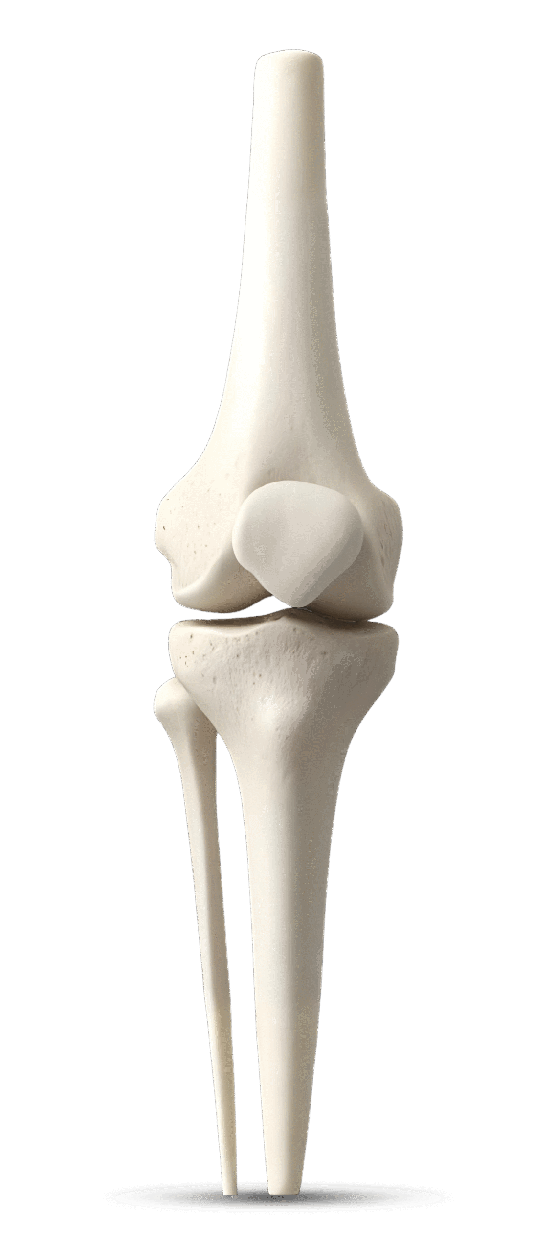 Knee Joint